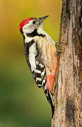 Middle Spotted Woodpecker