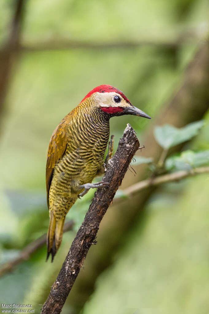 Golden-olive Woodpecker male adult