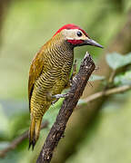 Golden-olive Woodpecker