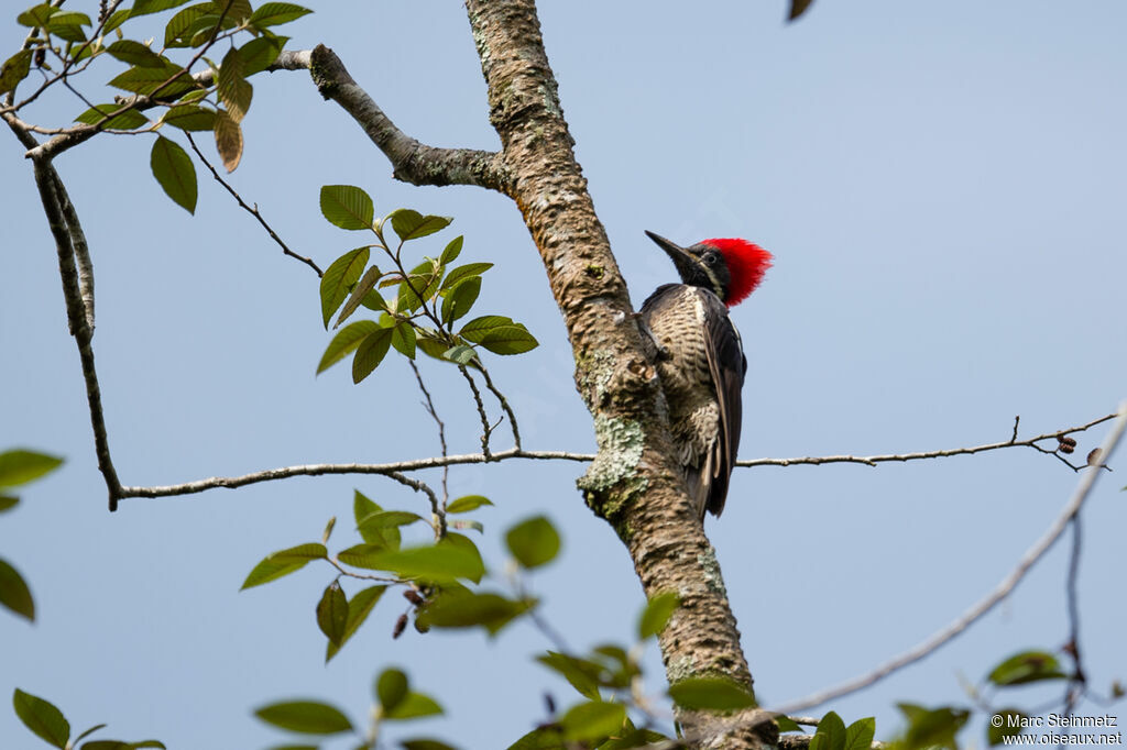 Lineated Woodpecker