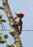 Lineated Woodpecker