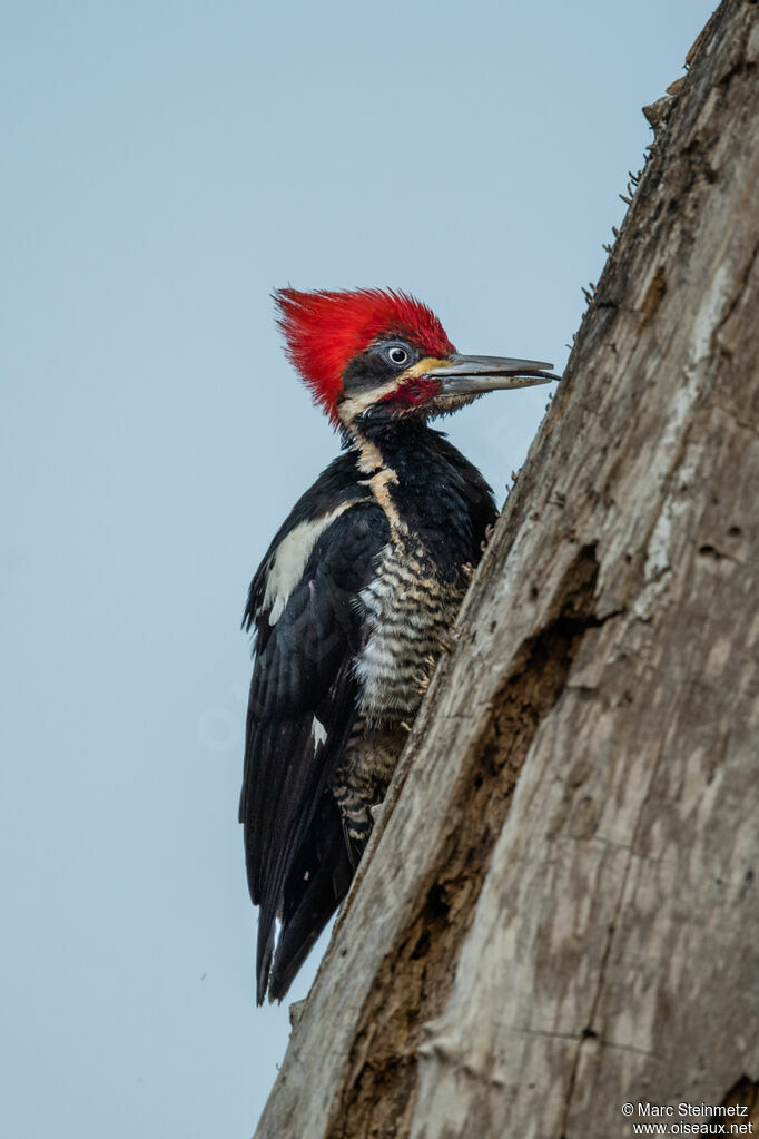 Lineated Woodpecker