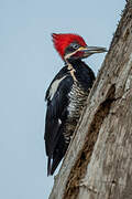 Lineated Woodpecker