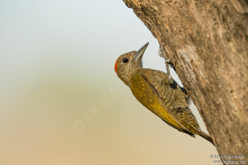 Little Woodpecker male