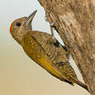 Pic passerin