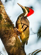 Powerful Woodpecker