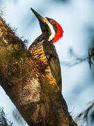 Powerful Woodpecker