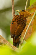 Chestnut-colored Woodpecker