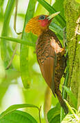 Chestnut-colored Woodpecker