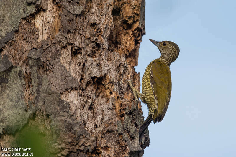 Buff-spotted Woodpecker female adult, identification