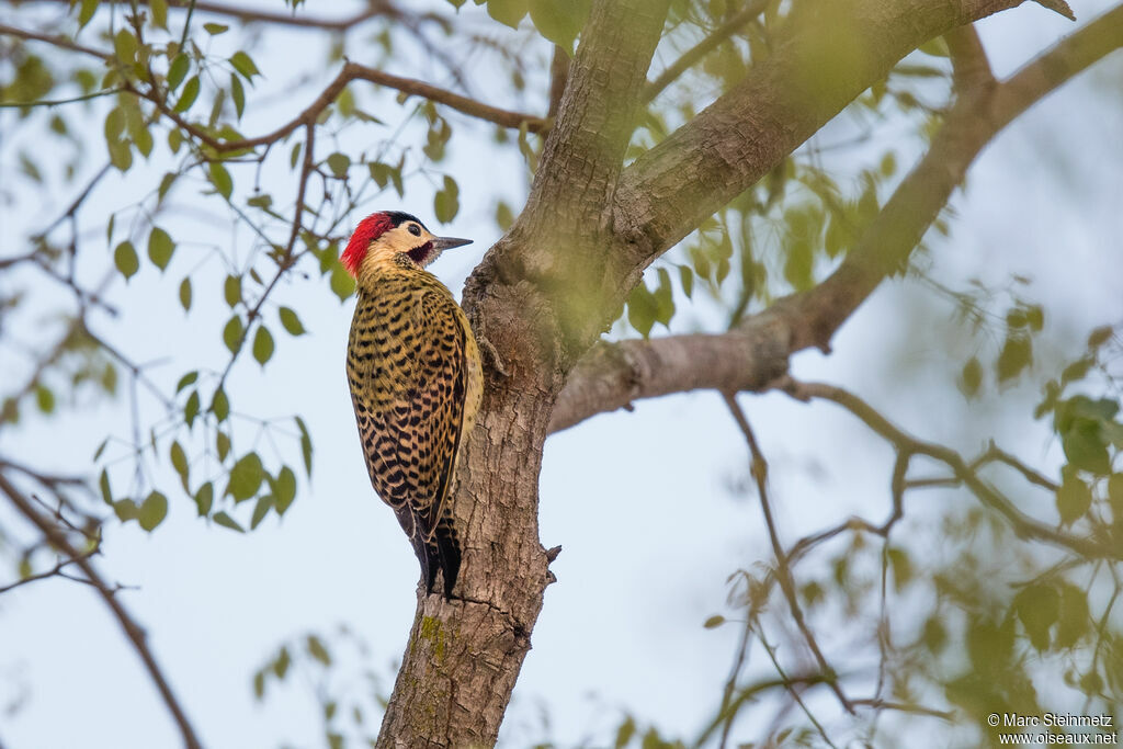 Green-barred Woodpecker