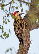 Green-barred Woodpecker