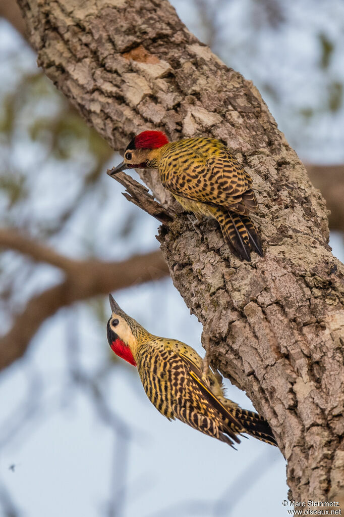 Green-barred Woodpecker