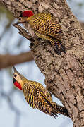 Green-barred Woodpecker