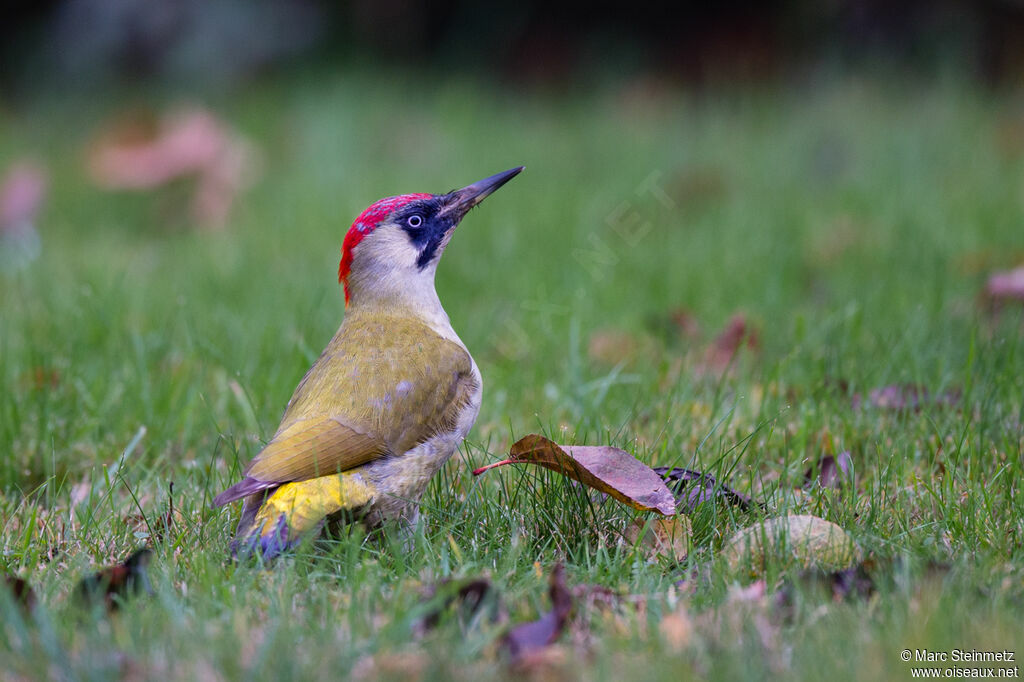 European Green Woodpecker