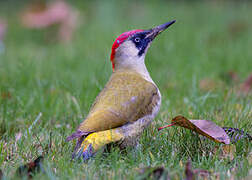 European Green Woodpecker