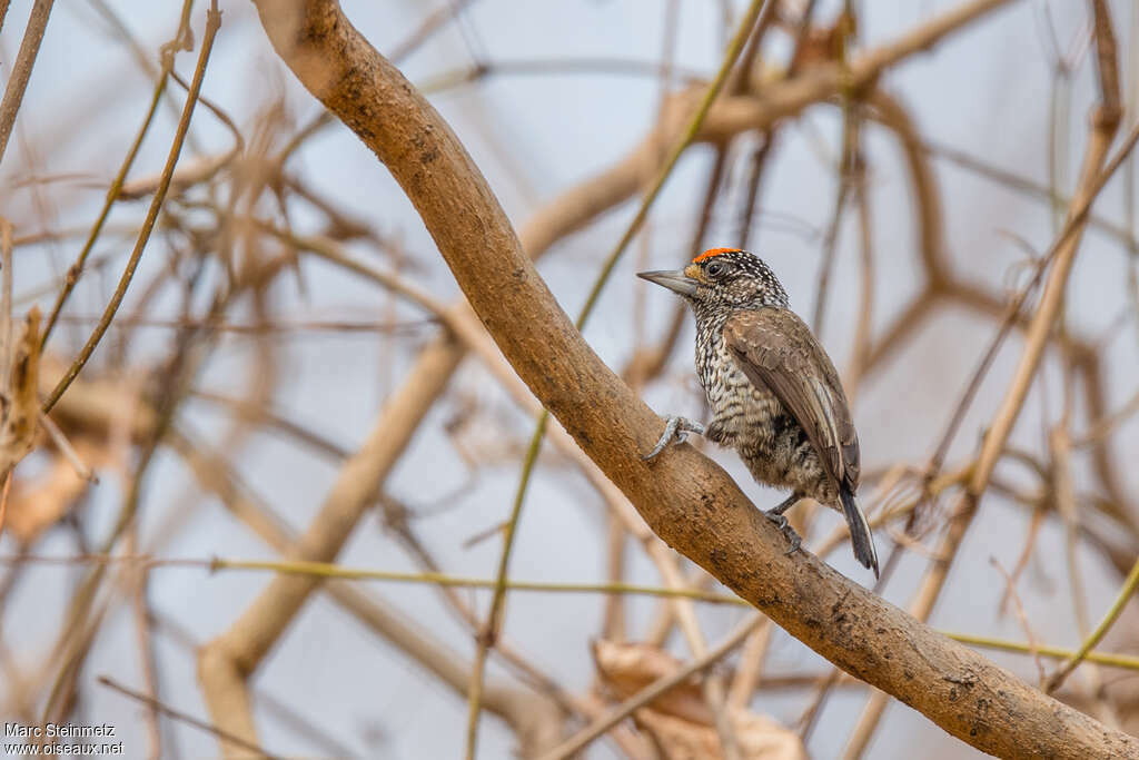 White-wedged Piculet male adult, identification