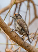 White-wedged Piculet