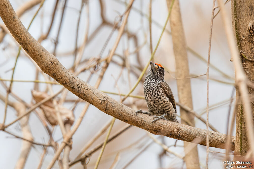 White-wedged Piculet