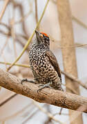 White-wedged Piculet