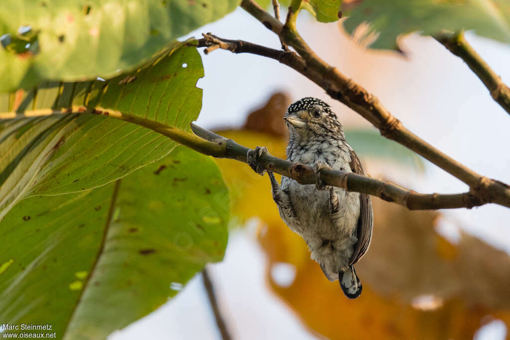 White-wedged Piculet female adult, habitat, pigmentation