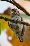 White-wedged Piculet