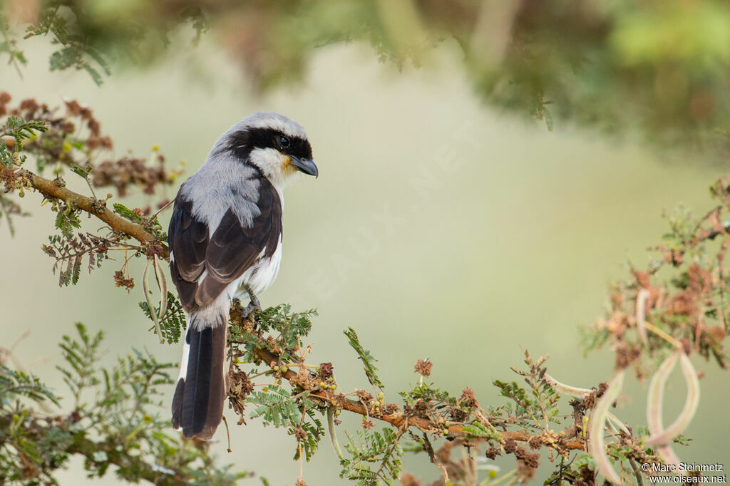 Grey-backed Fiscal