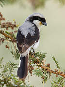 Grey-backed Fiscal