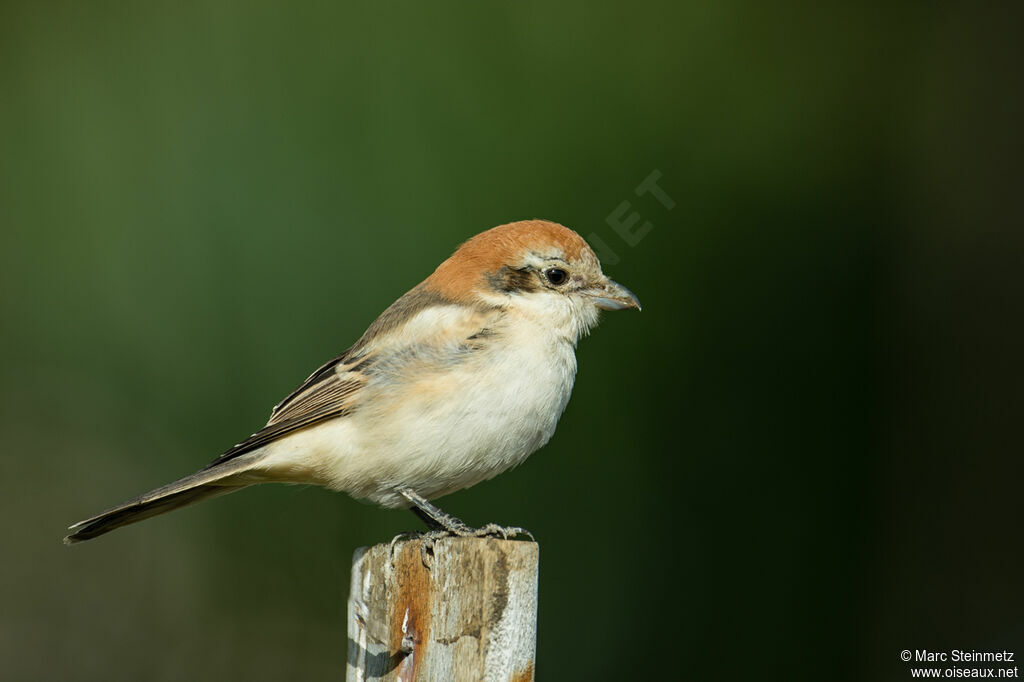 Woodchat Shrike