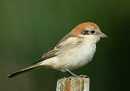 Woodchat Shrike