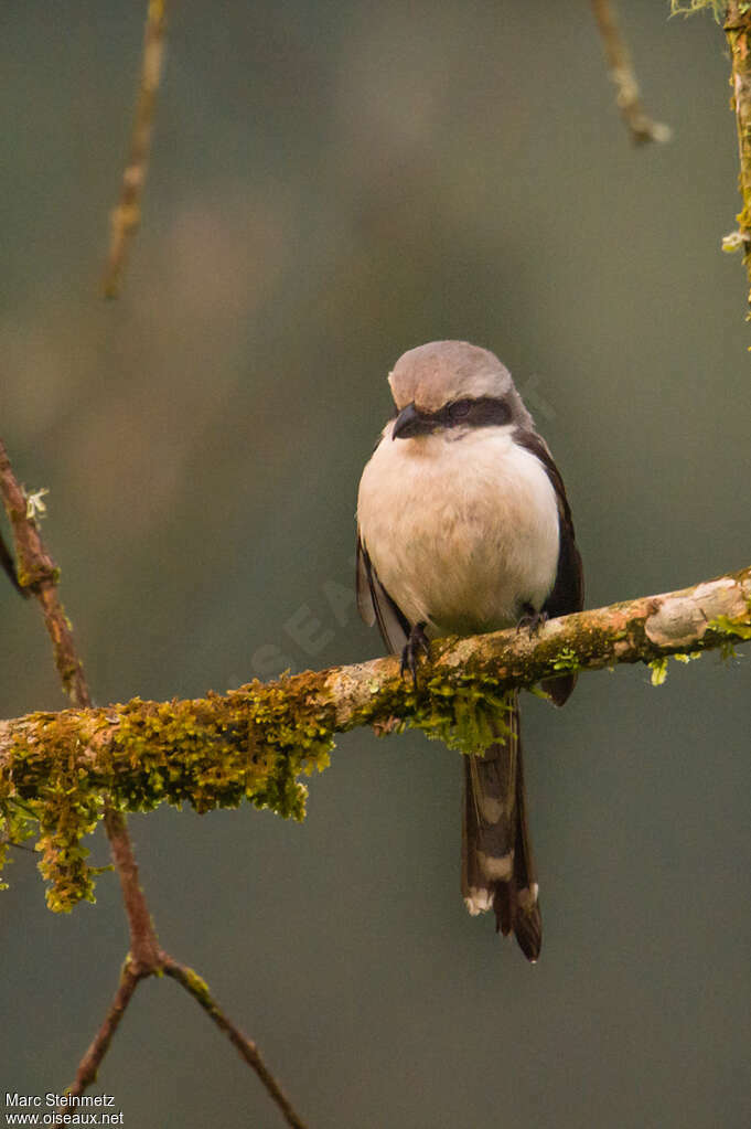 Mackinnon's Shrikeimmature