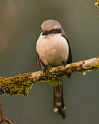 Mackinnon's Shrike