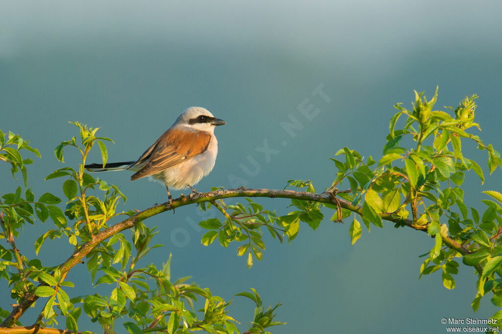 Red-backed Shrike male