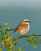 Red-backed Shrike