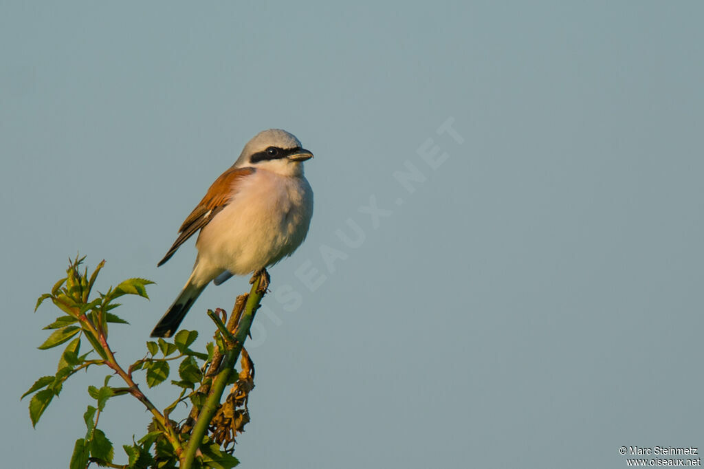 Red-backed Shrike male