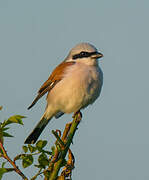 Red-backed Shrike