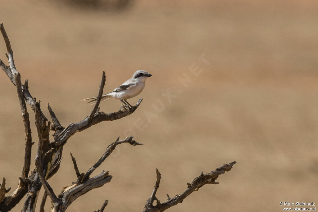 Great Grey Shrike