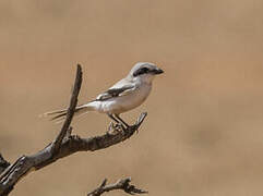 Great Grey Shrike