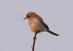 Isabelline Shrike