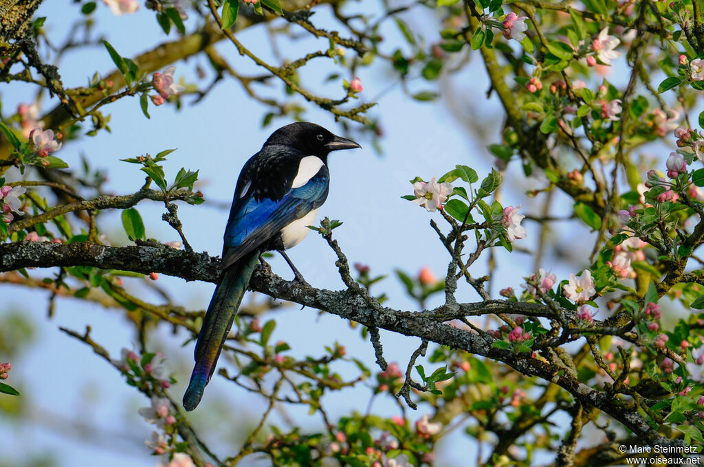 Eurasian Magpie