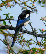 Eurasian Magpie