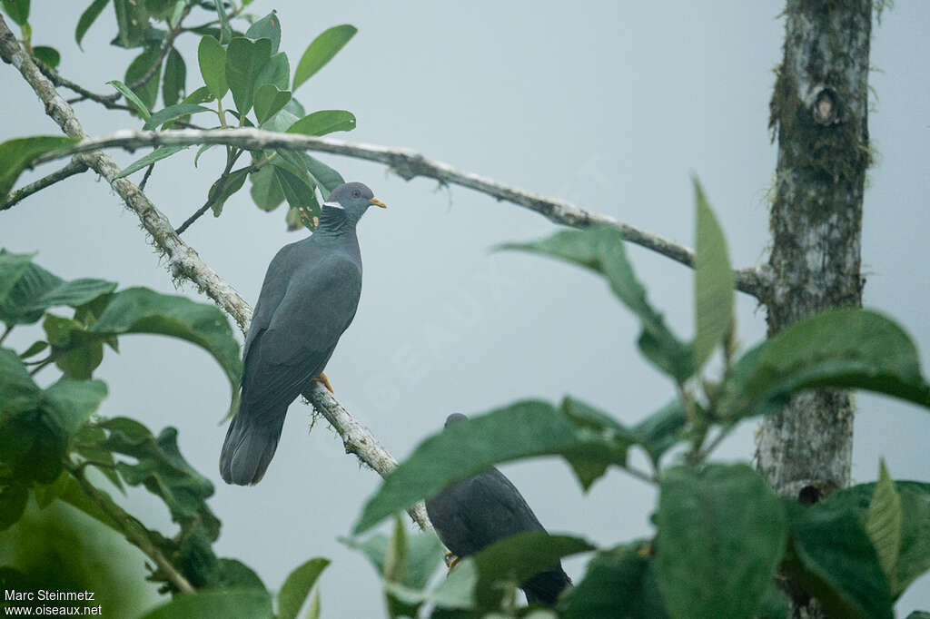 Band-tailed Pigeonadult, habitat, pigmentation