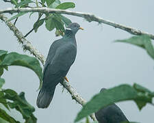 Band-tailed Pigeon