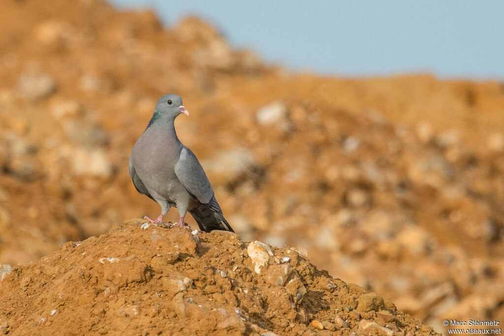 Pigeon colombin