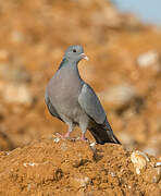 Stock Dove