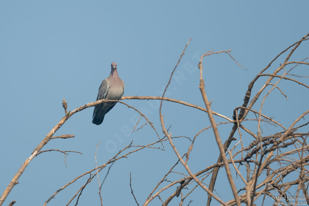 Pigeon picazuro