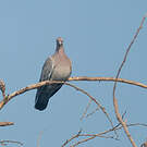 Pigeon picazuro