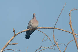 Picazuro Pigeon