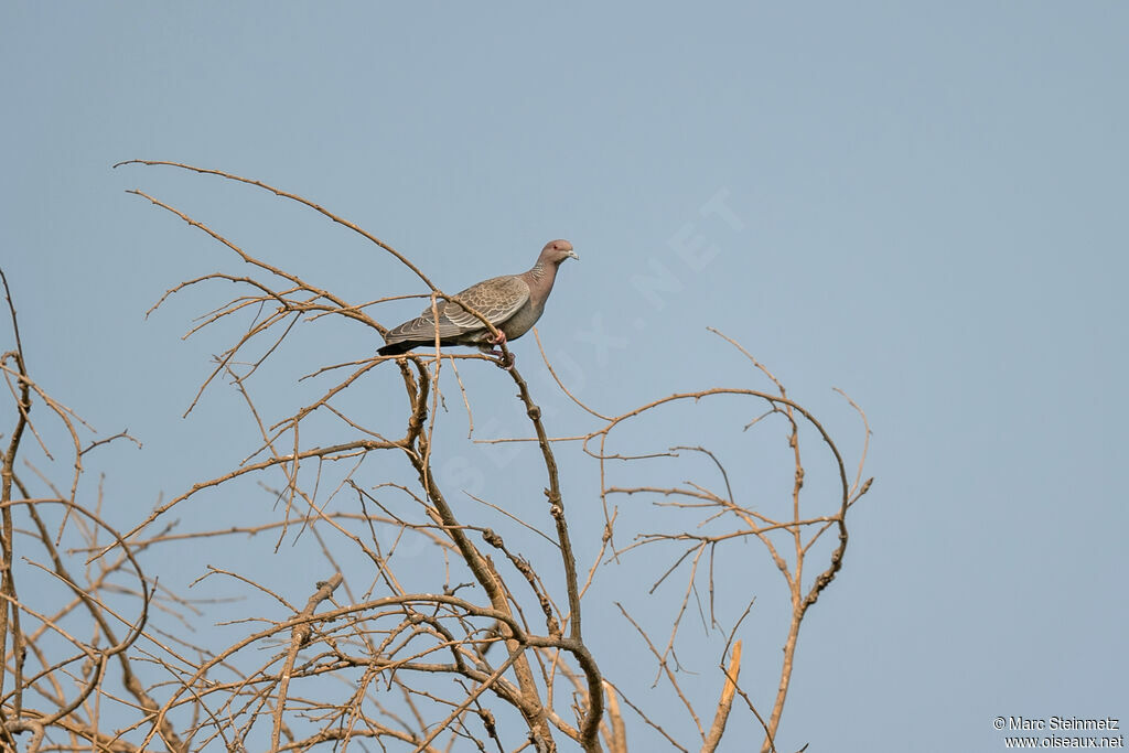 Picazuro Pigeon