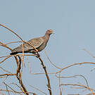 Pigeon picazuro